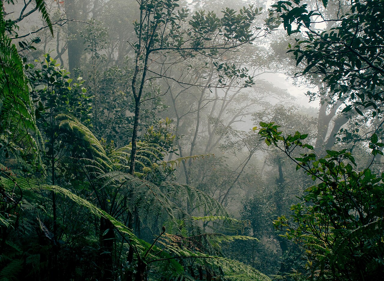婆罗洲热带雨林